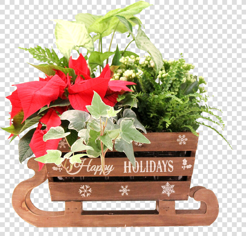 Flower   Png Download   Poinsettia  Transparent PngTransparent PNG