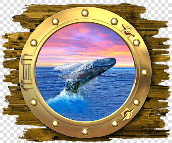 Cetacean Surfacing Behaviour  HD Png DownloadTransparent PNG