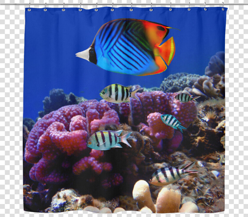 Sea Life 03 Tropical Fish Shower Curtain   Andaman And Nicobar Islands Biodiversity  HD Png DownloadTransparent PNG