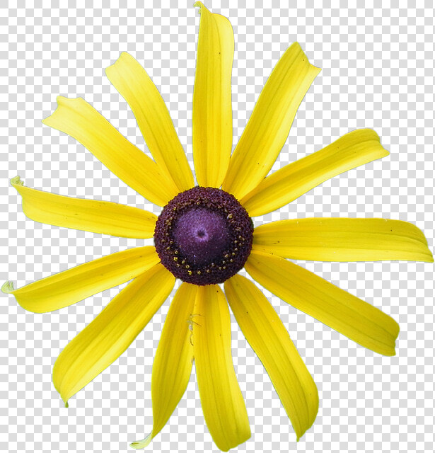 Yellow Flower  Rudbeckia  Flower  Black eyed  Yellow   African Daisy  HD Png DownloadTransparent PNG