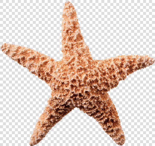 Starfish Png Transparent Image   Starfish White Background  Png DownloadTransparent PNG
