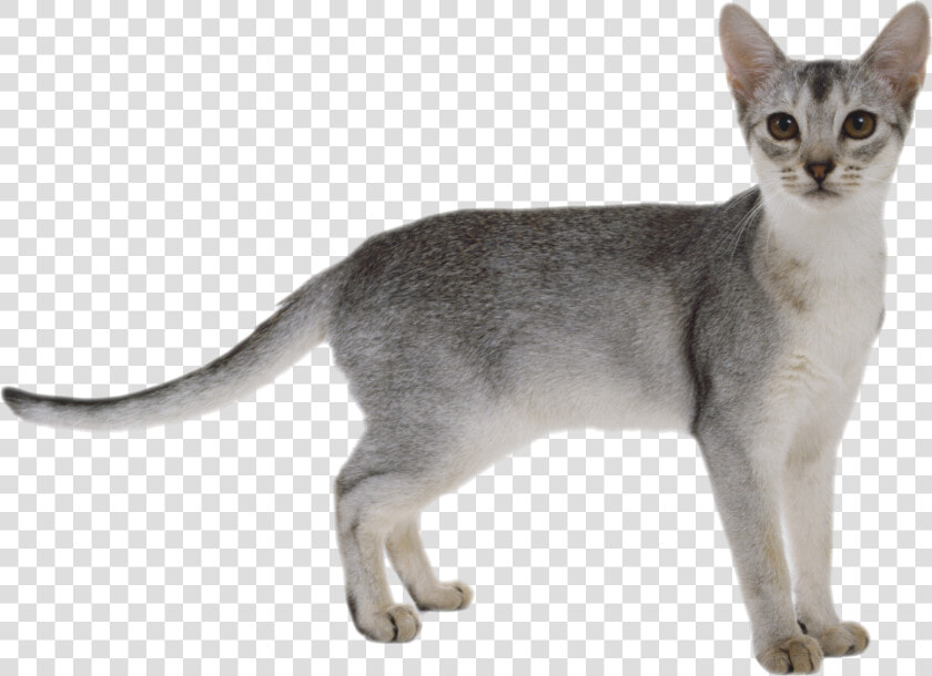 Cat Png   White Grey Abyssinian Cat  Transparent PngTransparent PNG