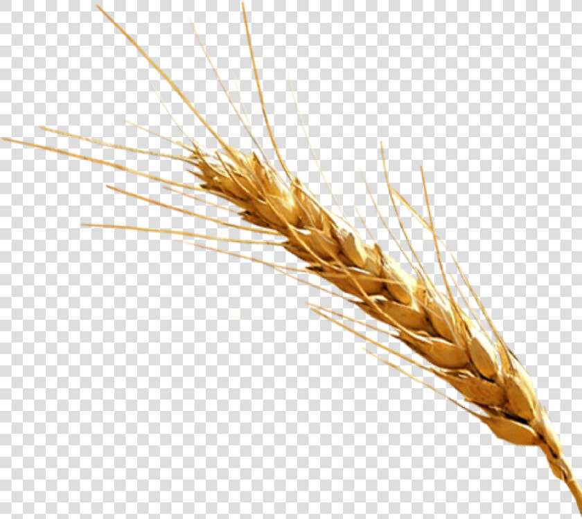 Barley Png  Transparent PngTransparent PNG