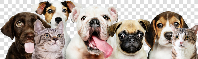 5 Barking Dogs  HD Png DownloadTransparent PNG