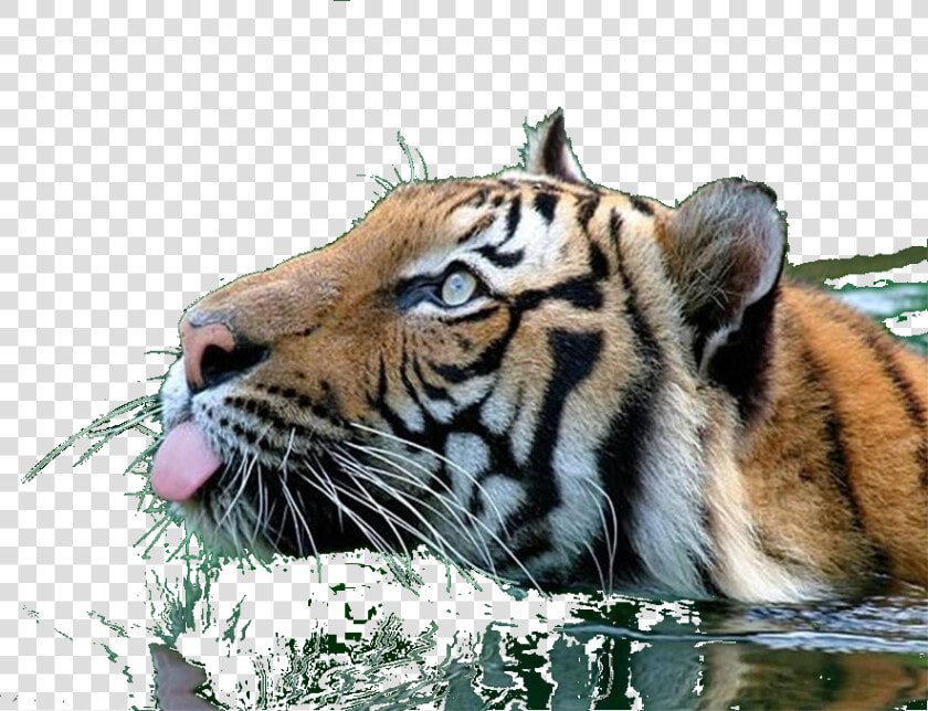 Tiger Clipart Swimming   Tiger Gif Png  Transparent PngTransparent PNG