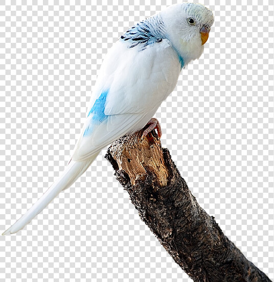Image Cropped  Parakeet White  Budgie  Bird  Ave   Budgie Gif Transparent Background  HD Png DownloadTransparent PNG