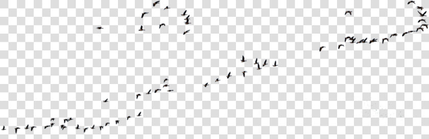 Goose Transparent Flight Clipart Royalty Free Download   Wild Geese Flying Goose Stock  HD Png DownloadTransparent PNG