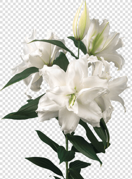 Lily Roselily Dejima  HD Png DownloadTransparent PNG