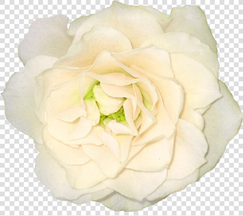 White Rose Png Clipart Background   White Ivory Flowers Png  Transparent PngTransparent PNG
