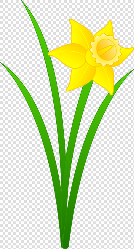 Top 91 Daffodil Flower Clip Art   Daffodil Clipart  HD Png DownloadTransparent PNG
