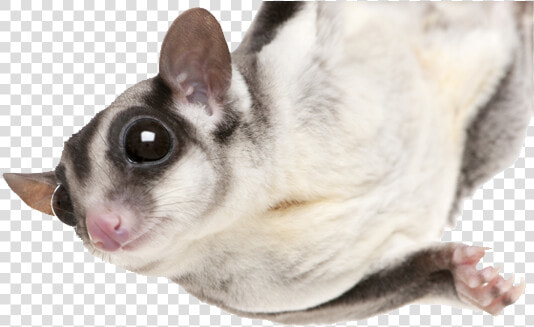 Photo Of A Sugarglider Hanging From A Limb   Sugar Glider No Background  HD Png DownloadTransparent PNG