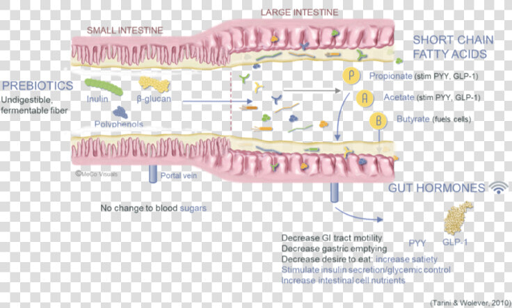 Digestive Tract Pathway With Prebiotics   Beta Glucans Gut Microbiota  HD Png DownloadTransparent PNG