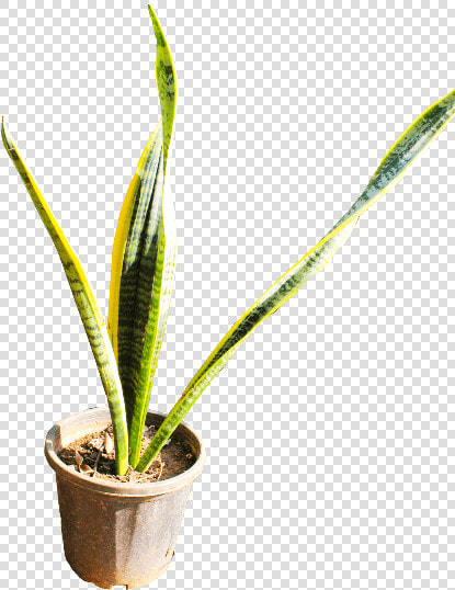 Houseplant  HD Png DownloadTransparent PNG