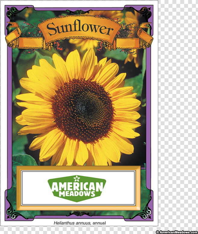Sunflowers Png High Re   Packet Of Seeds  Transparent PngTransparent PNG