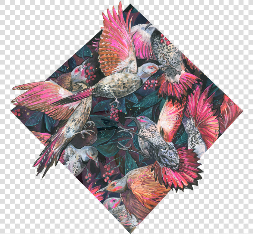 Cockatiel Png  Transparent PngTransparent PNG