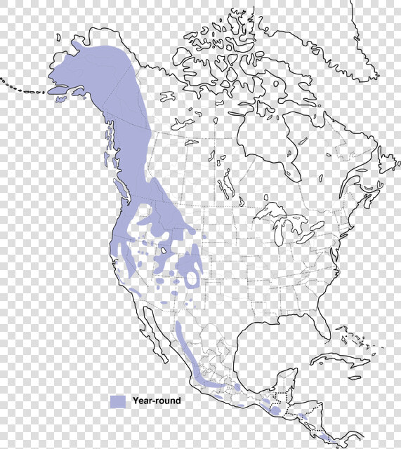 Bonaparte  39 s Gull Range  HD Png DownloadTransparent PNG