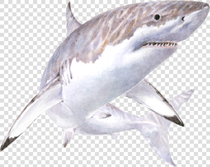 Transparent Great White Shark Clipart   Tiburón Blanco Sin Fondo  HD Png DownloadTransparent PNG