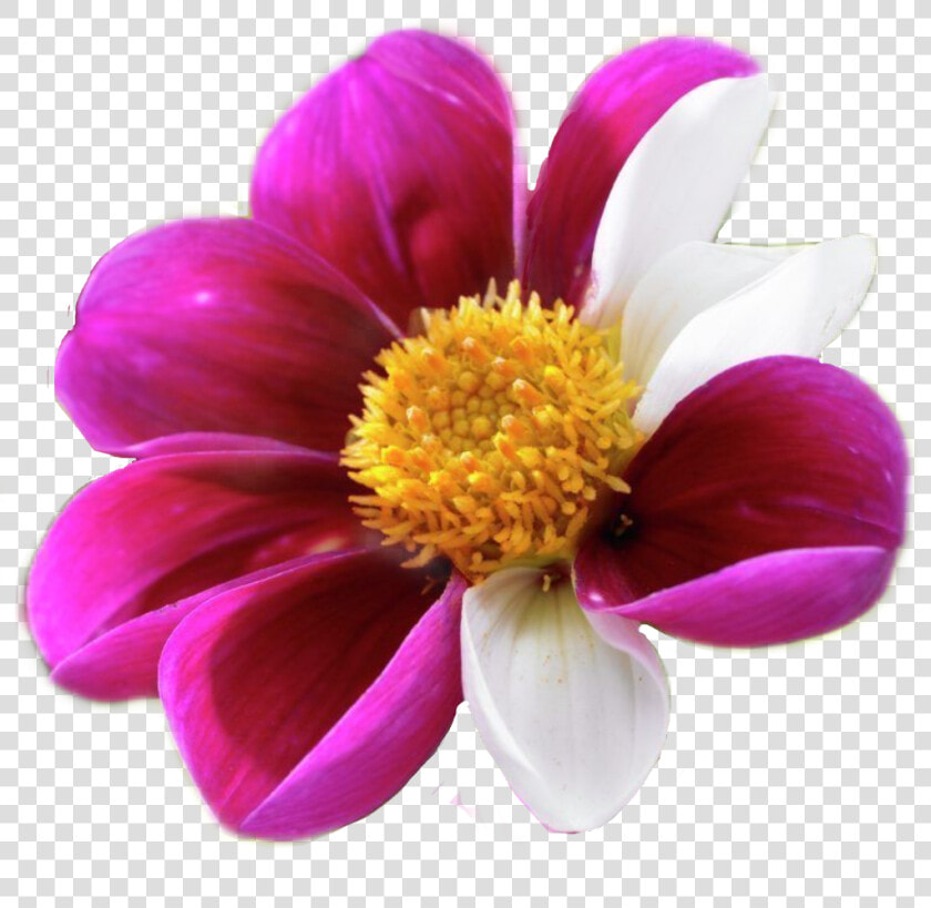  pinkflower  pinkandwhite Flowers By  sadna2018  magenta   Close up  HD Png DownloadTransparent PNG