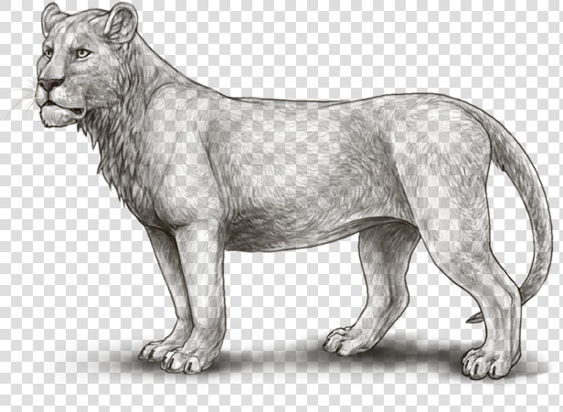 Maneless Lion Lioden  HD Png DownloadTransparent PNG