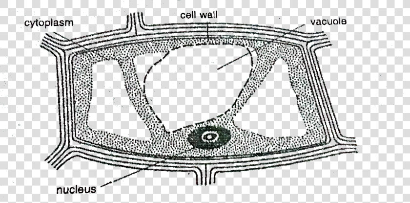 Mitochondria In Onion Peel Cell Diagram On Slide  HD Png DownloadTransparent PNG