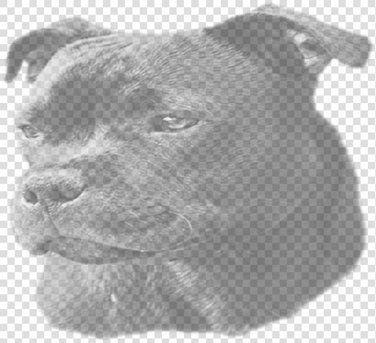 Staffordshire Bull Terrier   Png Download   Staffordshire Bull Terrier  Transparent PngTransparent PNG