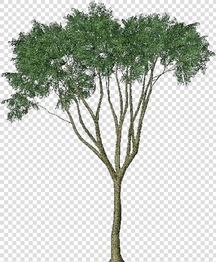 3d Trees   Country Elm   Acca Software   Pond Pine  HD Png DownloadTransparent PNG