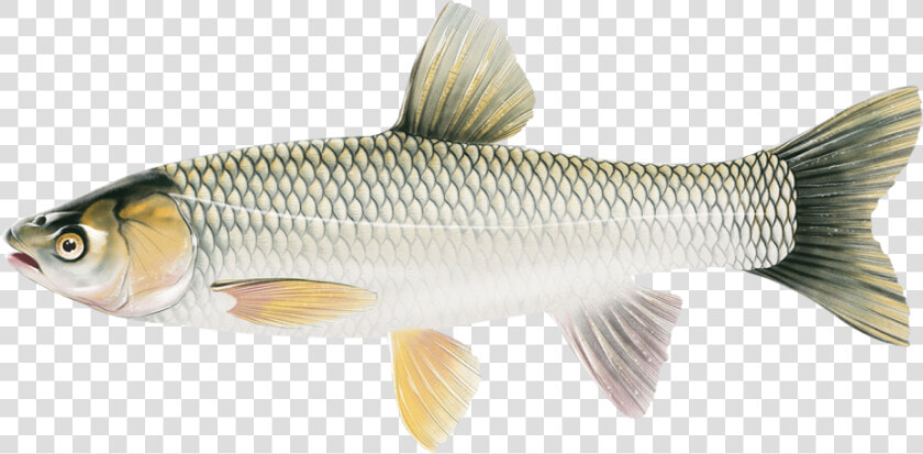 Grass Carp Illustration   Ctenopharyngodon Idella The Grass Carp  HD Png DownloadTransparent PNG