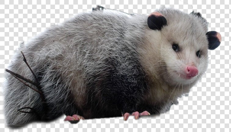  possum   Hugging Possum  HD Png DownloadTransparent PNG