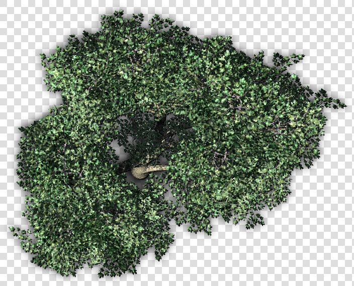 Transparent Tree Top Png   Png Tree Top View  Png DownloadTransparent PNG