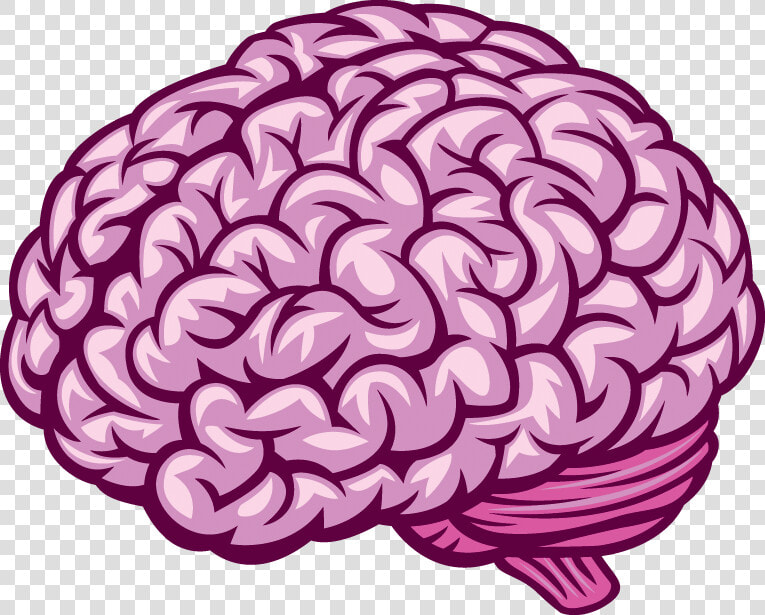 Transparent Human Brain Png   Royalty Free Brain Vector  Png DownloadTransparent PNG