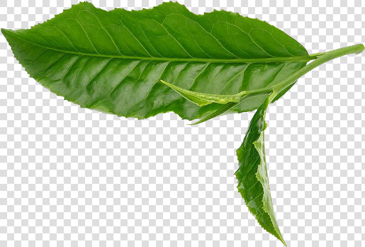 Green Tea Leaf White   Green Tea Leaves Png  Transparent PngTransparent PNG