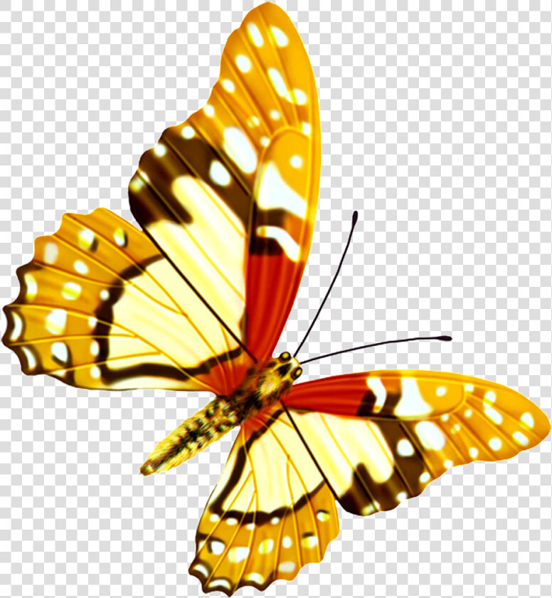 Hd Beautiful Colorful Butterfly Png   Hd Beautiful Png  Transparent PngTransparent PNG