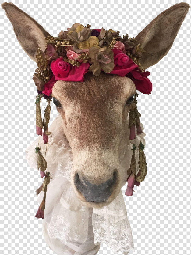 Horse Livestock Donkey Animal Mammal   Donkey Head Png  Transparent PngTransparent PNG