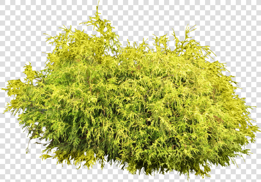 Fir Tree And The Bramble  HD Png DownloadTransparent PNG