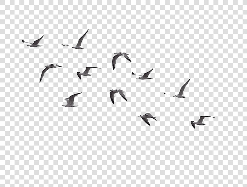Flock Of Flying Bird Png Picture   Flock Of Birds Flying Png  Transparent PngTransparent PNG