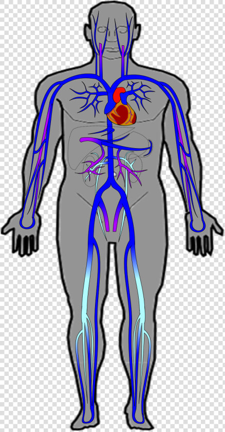 Ch20 Veins   Human Body Veins  HD Png DownloadTransparent PNG