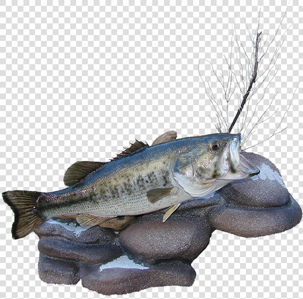 Transparent Largemouth Bass Png   Bass  Png DownloadTransparent PNG