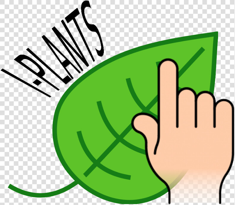 Simple Green Leaf Drawing Clipart   Png Download   Leaf Clip Art  Transparent PngTransparent PNG