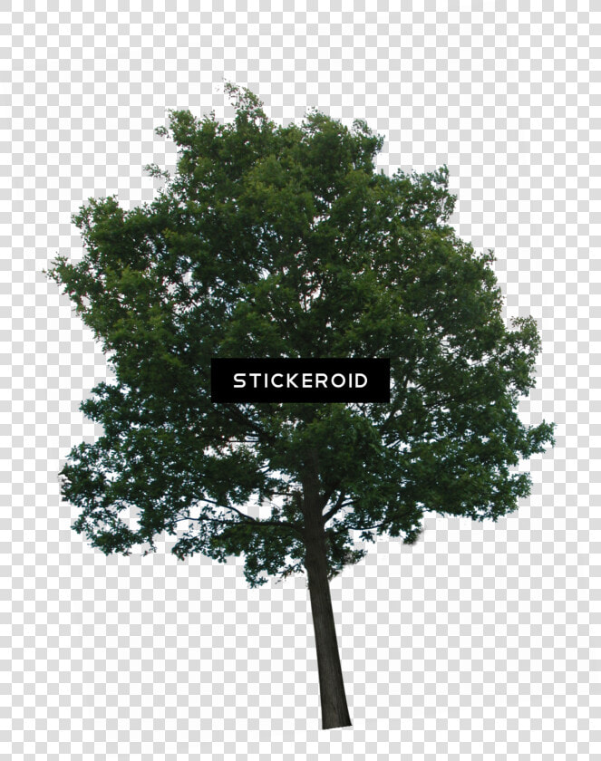 Trees Png No Background   Png Download   Tree With Transparency  Transparent PngTransparent PNG