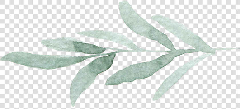 Eucalyptus Leaves Png  Transparent PngTransparent PNG