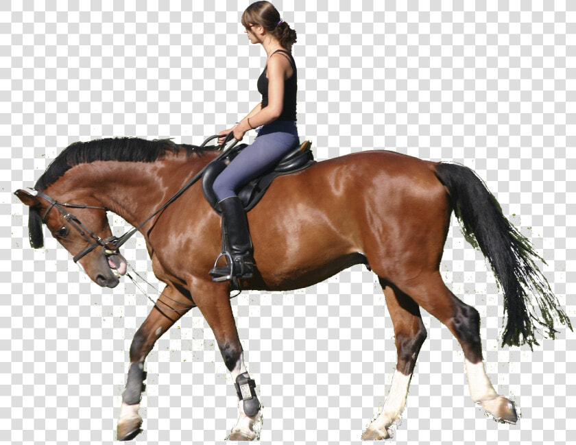 Transparent Horse Jumping Clipart   Horse Riding Png  Png DownloadTransparent PNG