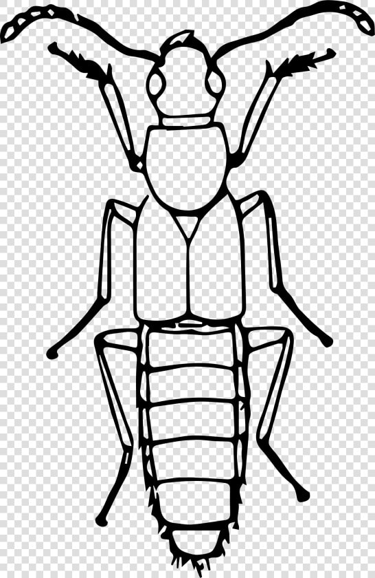Rove Beetle Clip Arts   Bugs Line Drawing  HD Png DownloadTransparent PNG