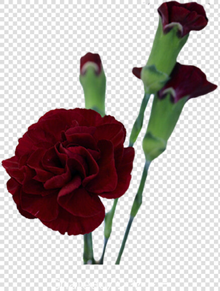 Spray Of Burgundy Carnations  HD Png DownloadTransparent PNG