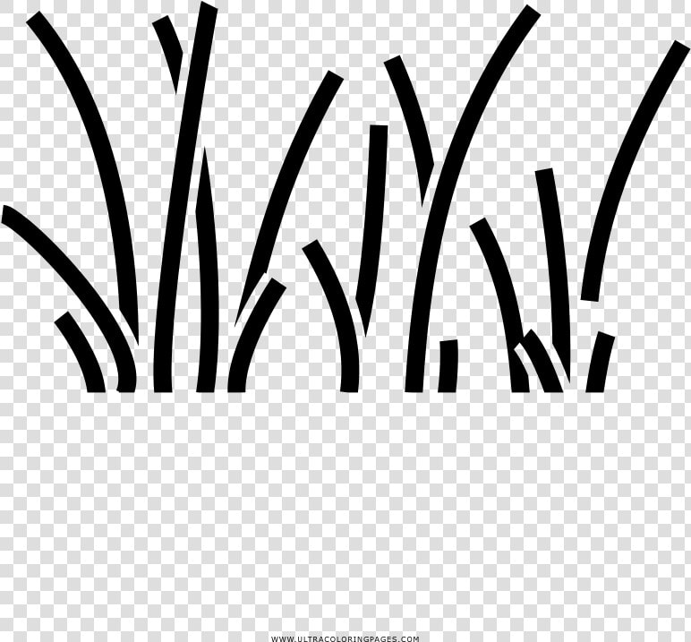 Dibujo De Hierba Recta Para Colorear   Hierba Dibujo Para Colorear  HD Png DownloadTransparent PNG
