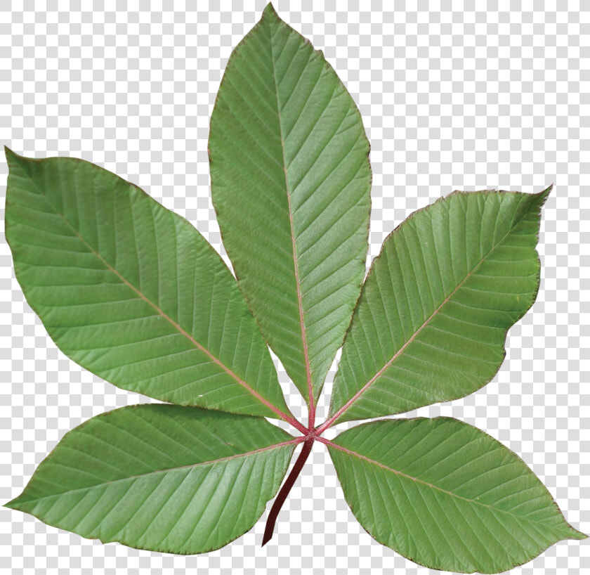Transparent Red Leaf Png   Red Buckeye Tree Leaf  Png DownloadTransparent PNG