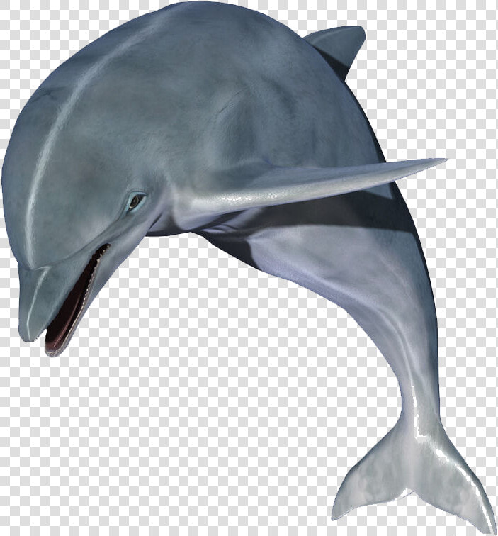 Dolphin Clip Art   High Resolution Dolphin Hd  HD Png DownloadTransparent PNG