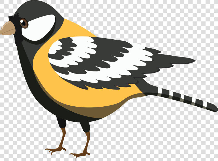 Finch  HD Png DownloadTransparent PNG