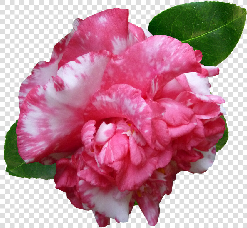 Flower Camellia Pink Free Photo   Carnation  HD Png DownloadTransparent PNG