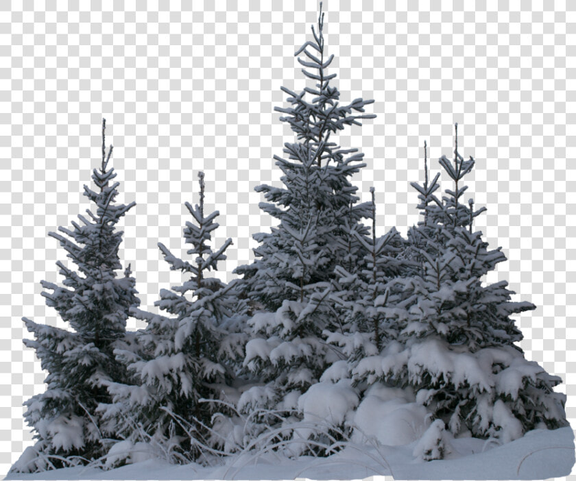 Transparent Winter Snow Png   Transparent Snow Tree Png  Png DownloadTransparent PNG