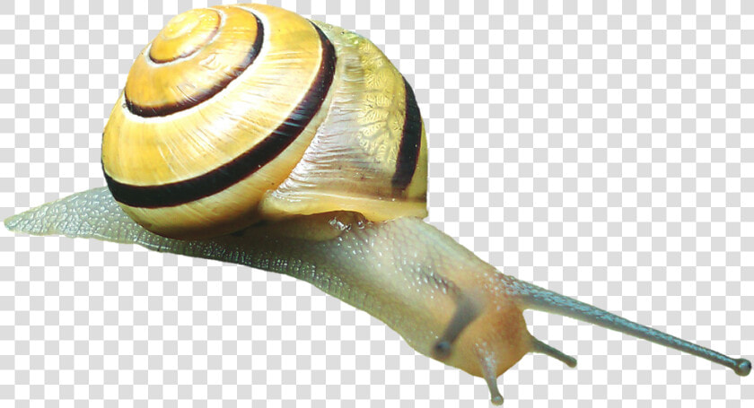 Snail Shell Snail Shell Free Picture   Gastropods  HD Png DownloadTransparent PNG